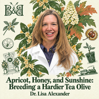 Apricot, Honey, and Sunshine: Breeding a Hardier Tea Olive with Lisa Alexander