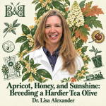 Apricot, Honey, and Sunshine: Breeding a Hardier Tea Olive with Lisa Alexander