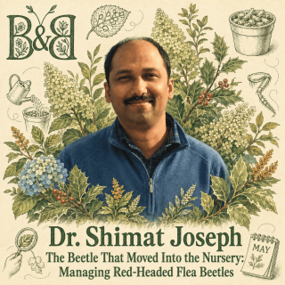 The Beetle That Moved Into the Nursery: Managing Red-Headed Flea Beetles with Shimat Joseph